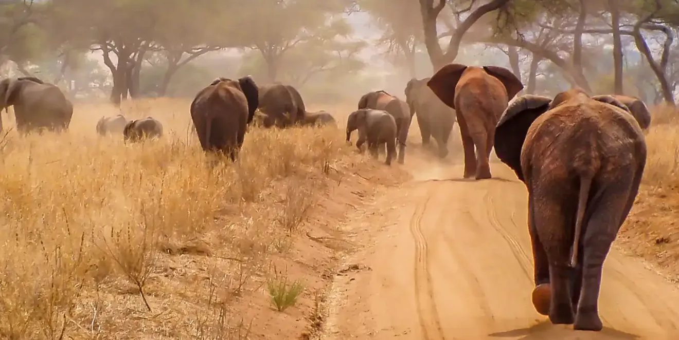 Massive Elephant Herds