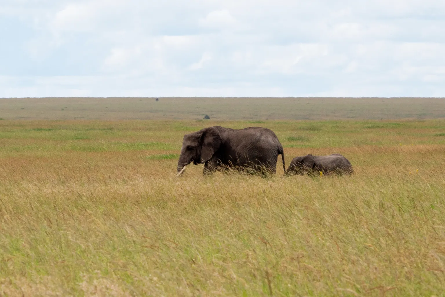 Tanzania Big Five Safari Cost