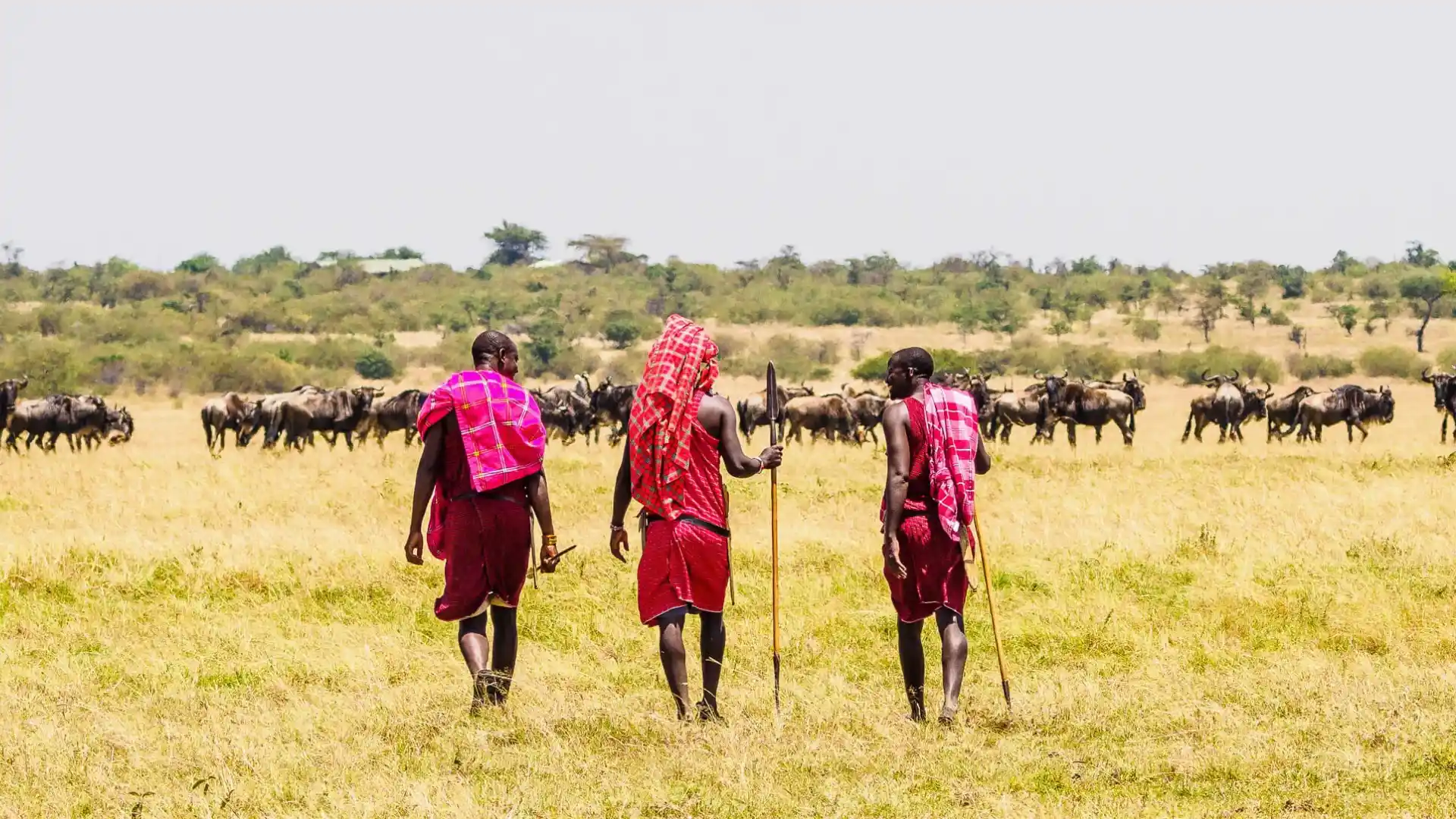 Bestday Safaris
