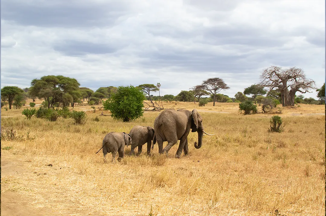 Elephants in Tarangire