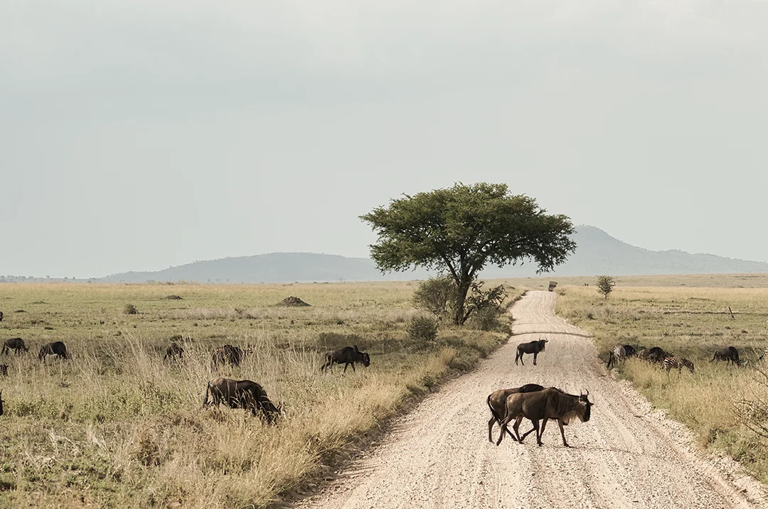 Experience the Serengeti