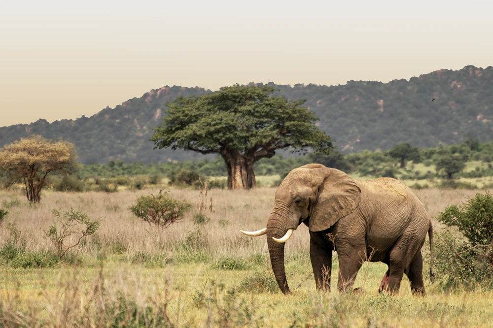 Ruaha National Park