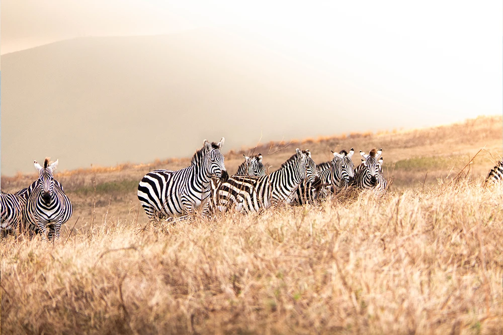 Nyerere National Park