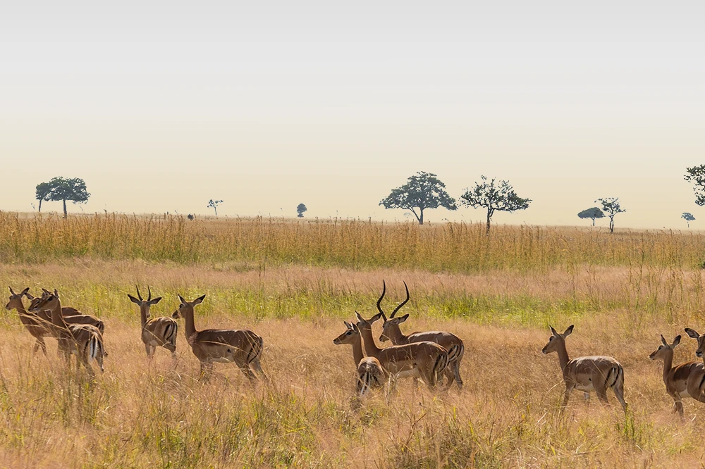 Mikumi National Park