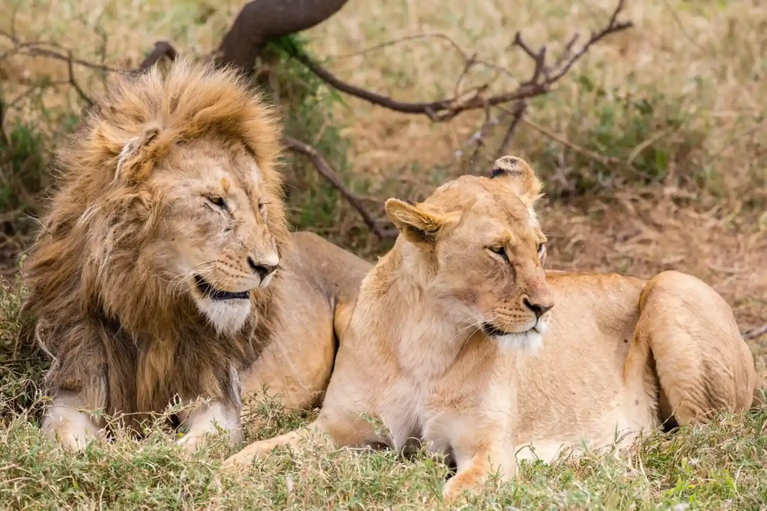 Wildlife View