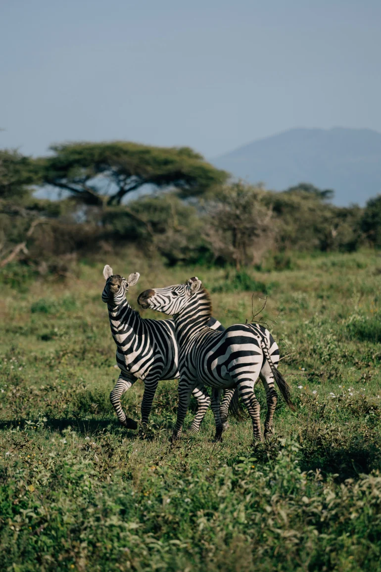 Bestday Safaris