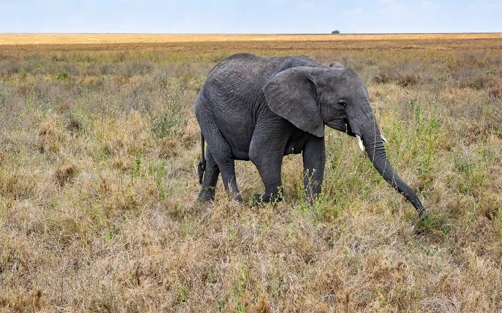 Game Drives