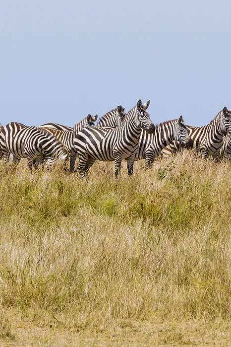 Seasonal Cost in Tanzania