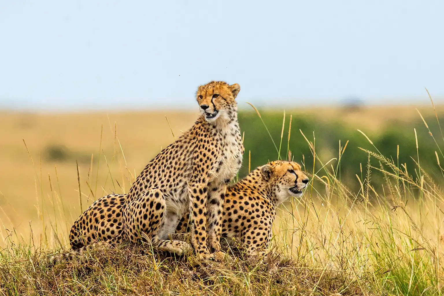Additional Costs While Safari