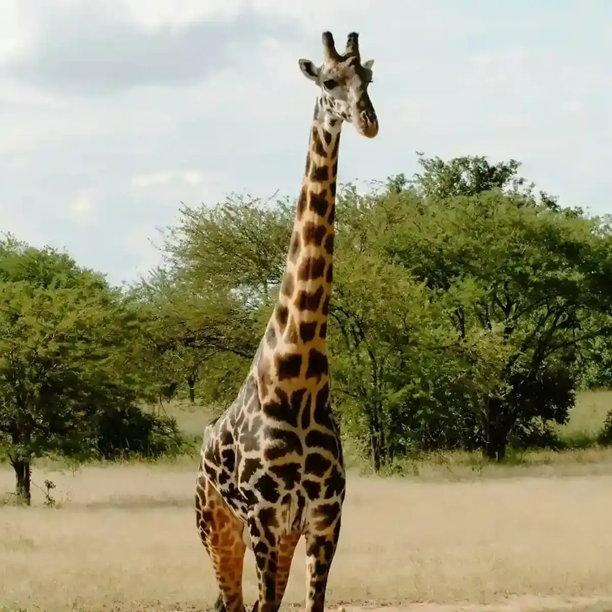 Tanzania Safaris