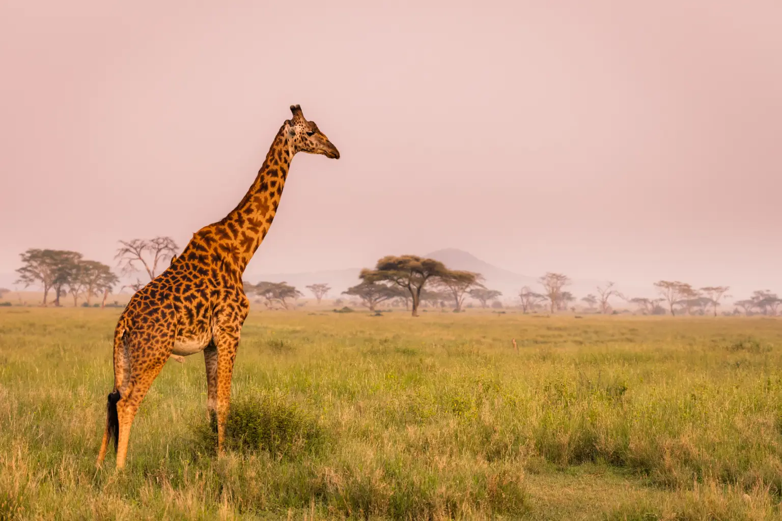 Why You Need Tanzania Travel Safety?
