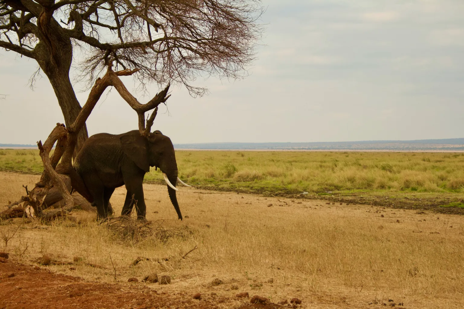 Tanzania Wildlife Safari