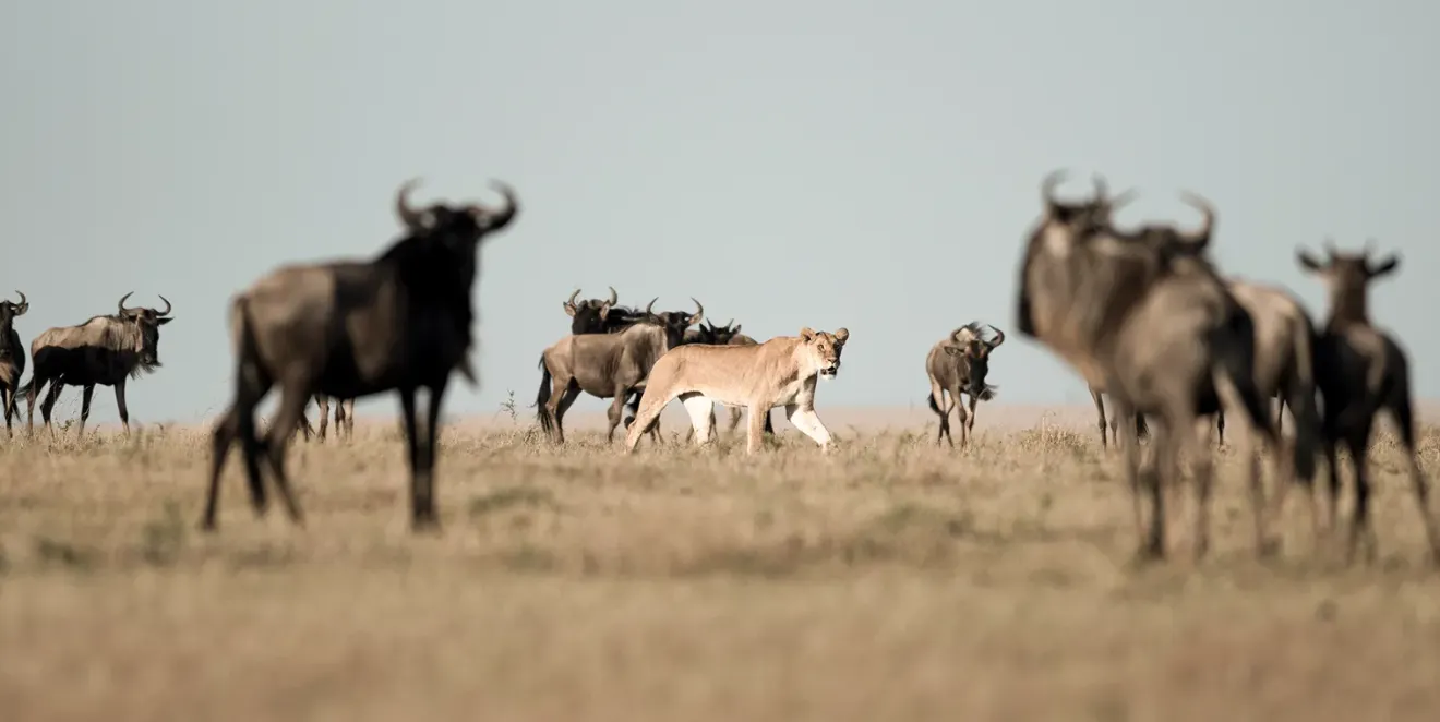 Tanzania Wildlife
