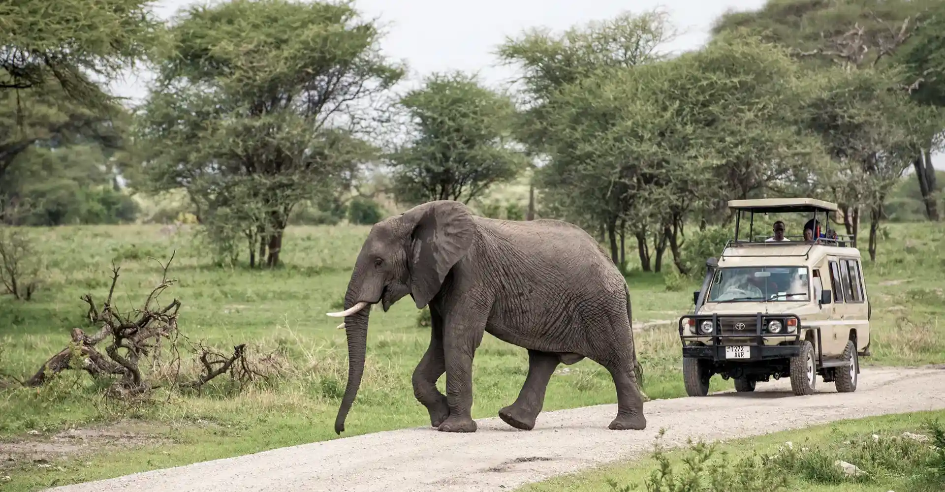 Tarangire National Park Game Drives