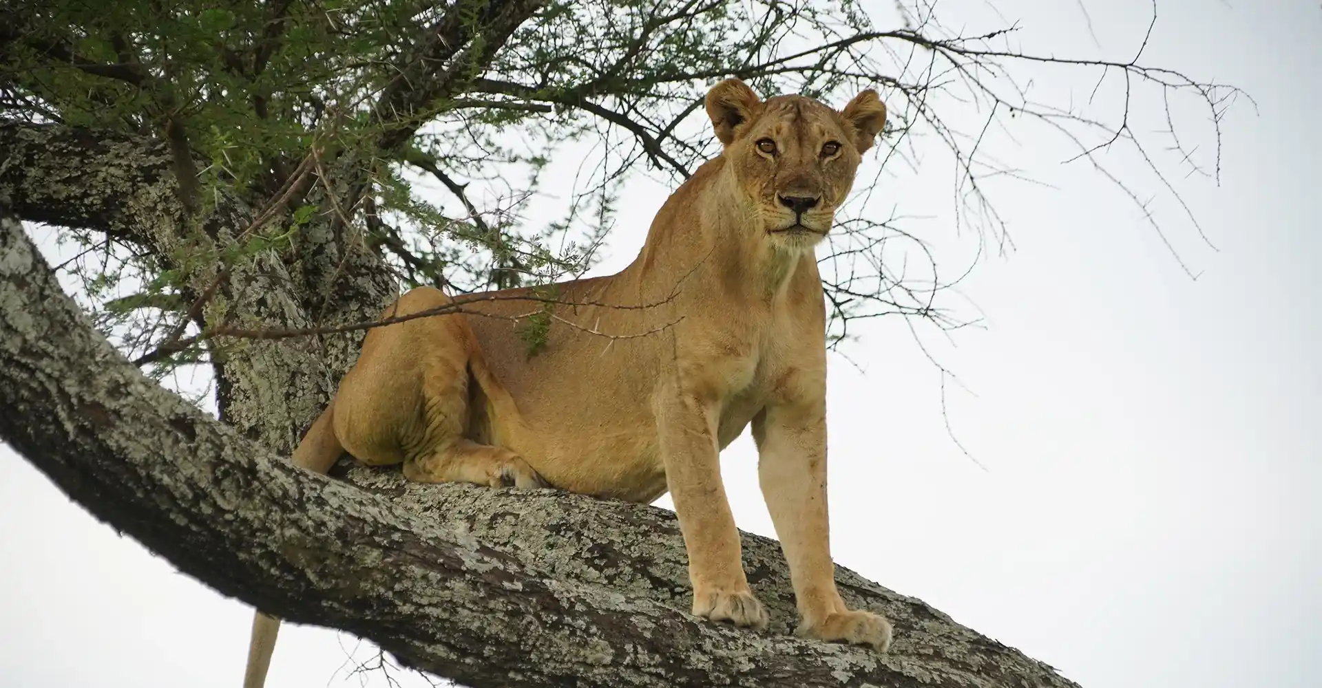 Tarangire National Park Big Five