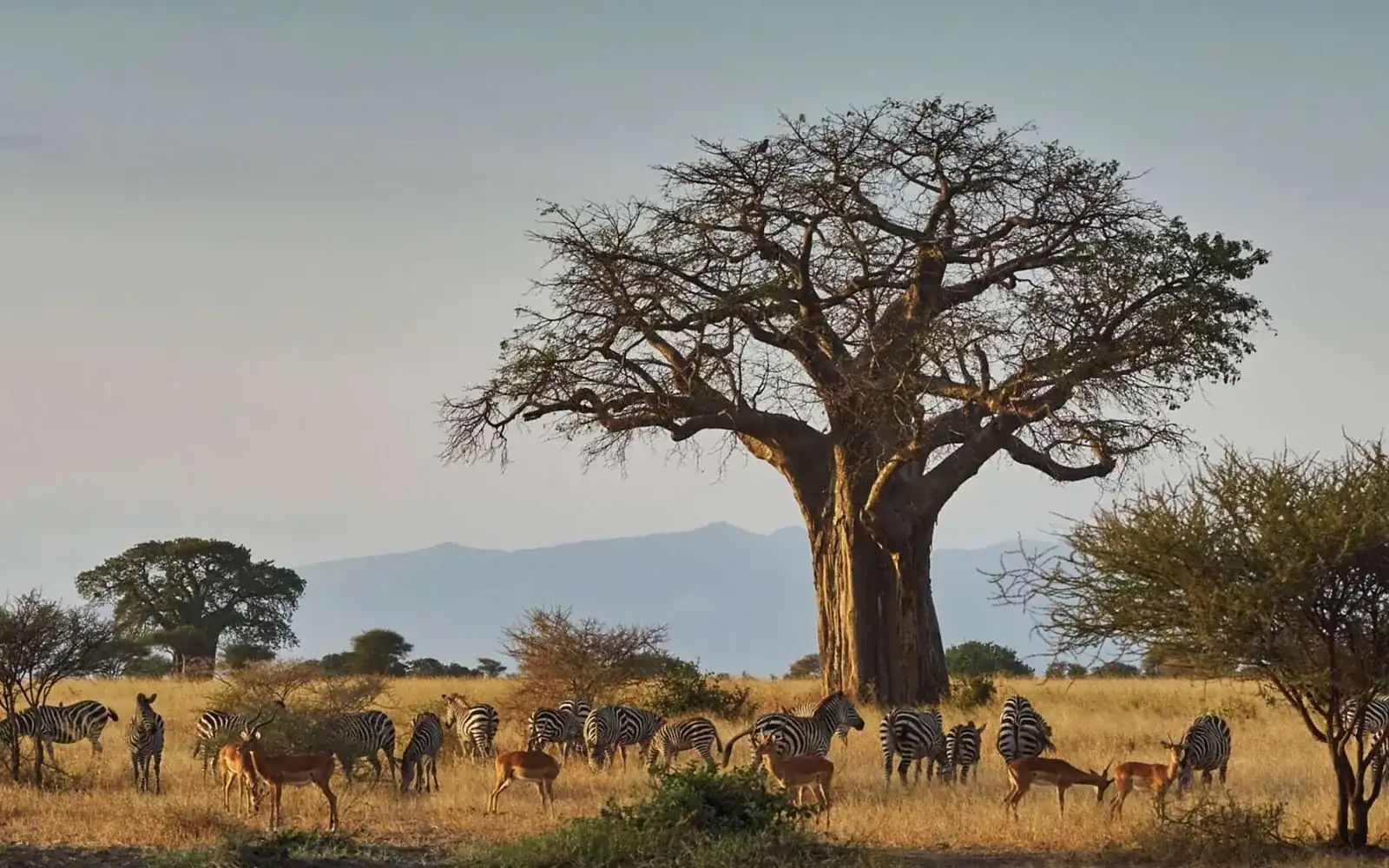 Game Drives