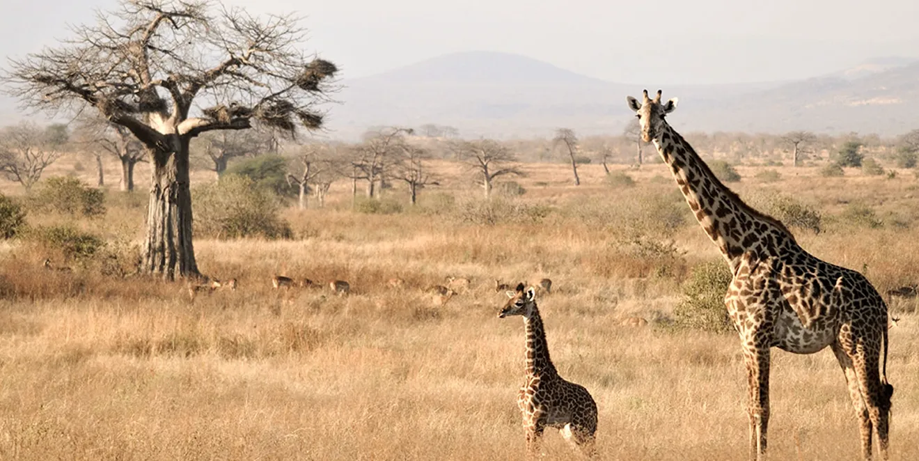 Tarangire Attractions