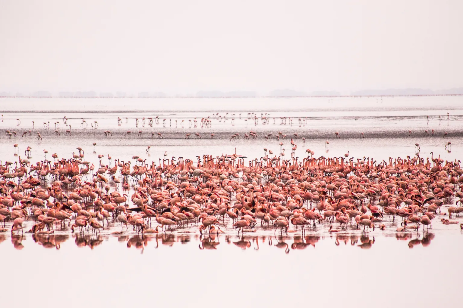 Group Size