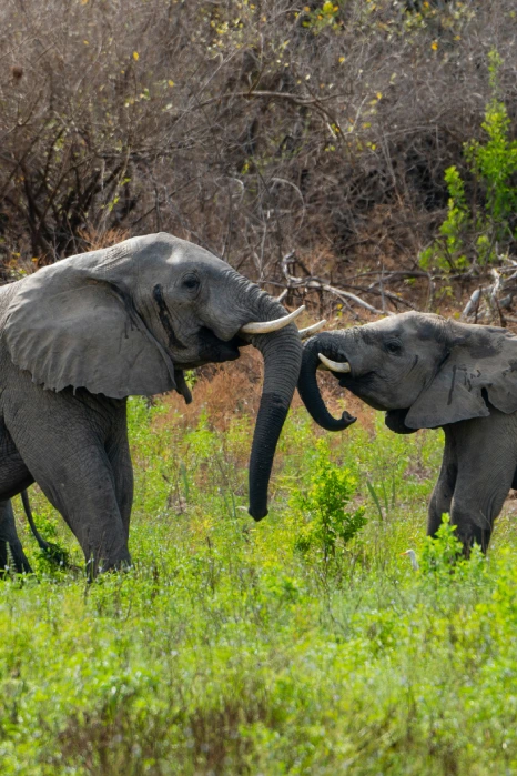 Best time to visit Kilimanjaro