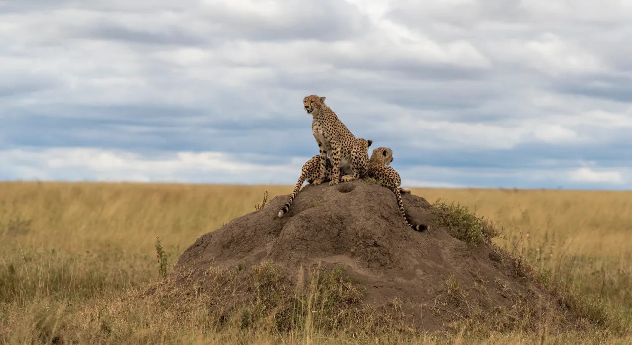 What to Do in Tanzania