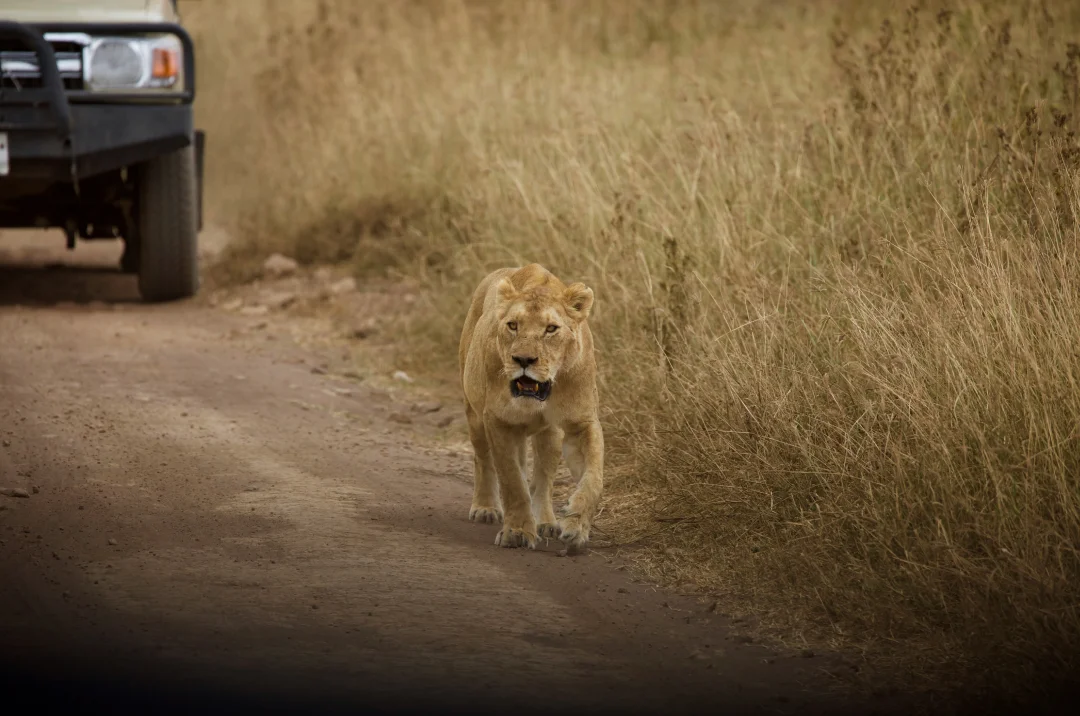 What To Do In Tanzania