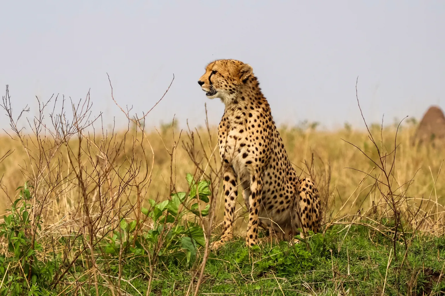 Tanzania Big Five Safari
