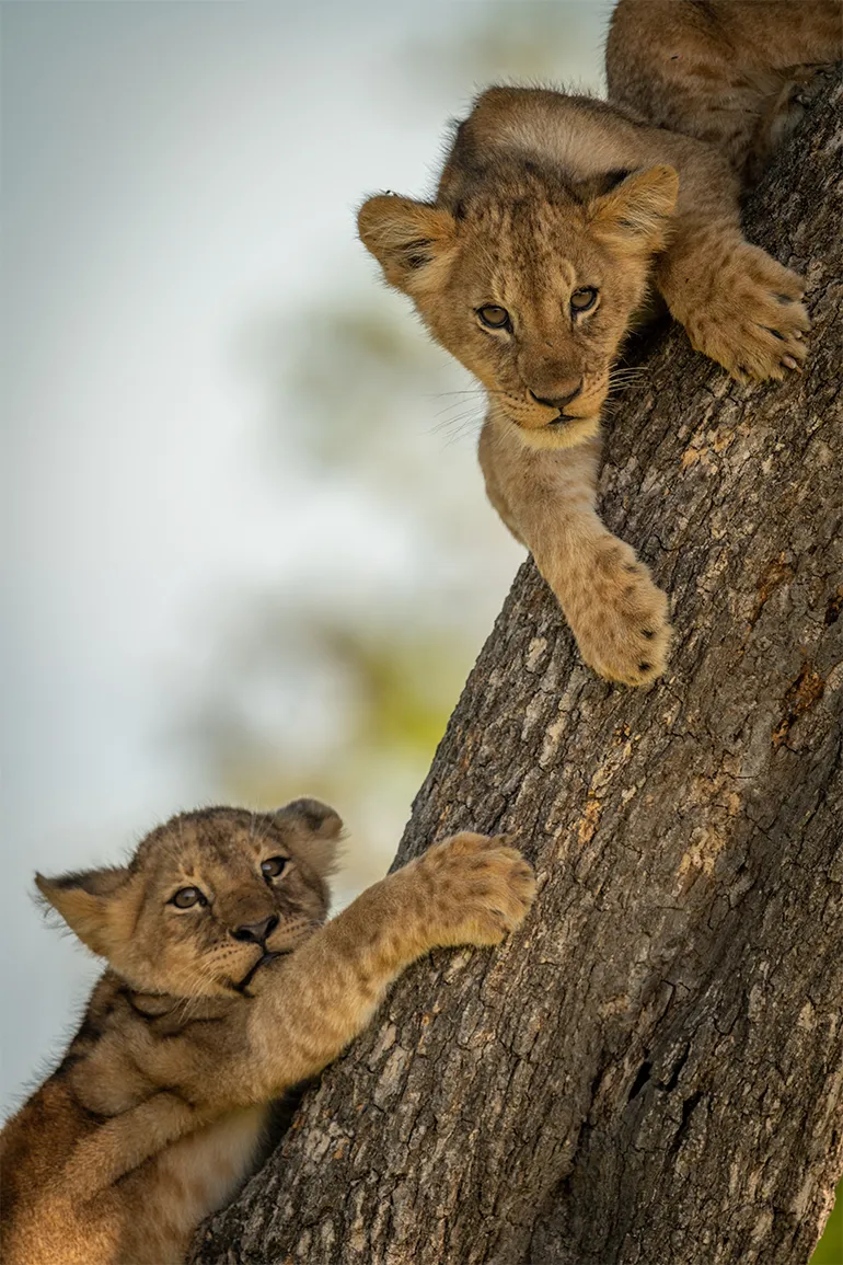 Bestday Safaris