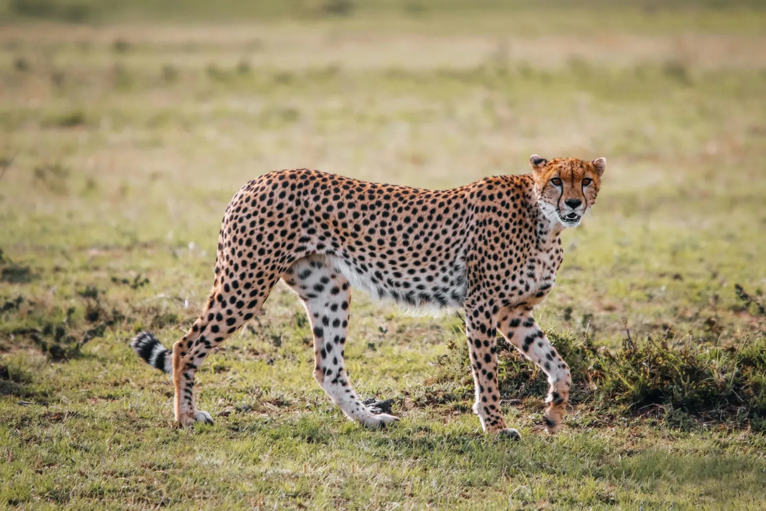 Tanzania Wildlife Safari