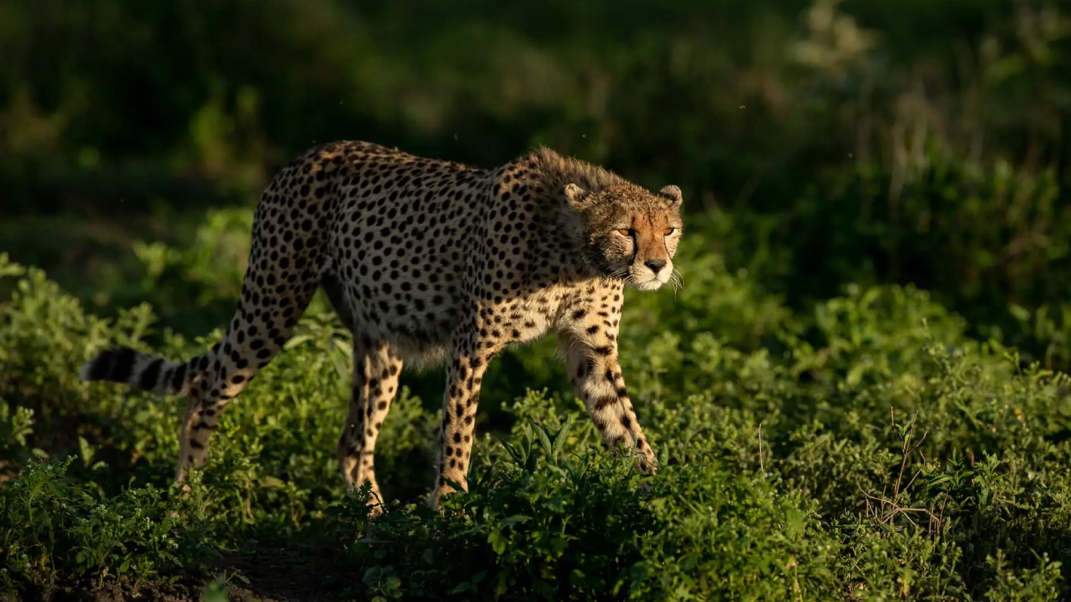 Discover the Wonders of Tanzania: A Journey Into Africa’s Heart