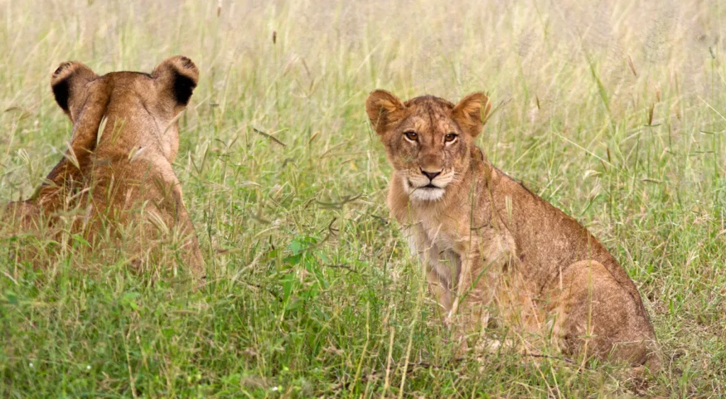 Tanzania Big Five Safari