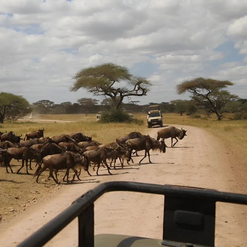 Tanzania Safari Experience