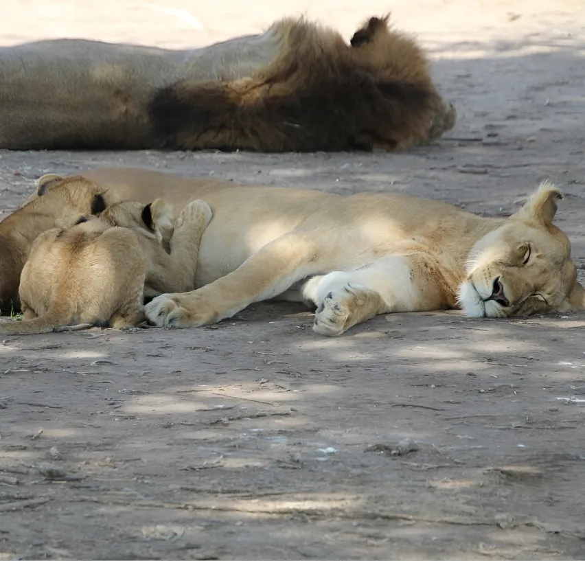 Tanzania Safari