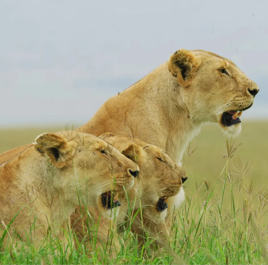 Tanzania Safari