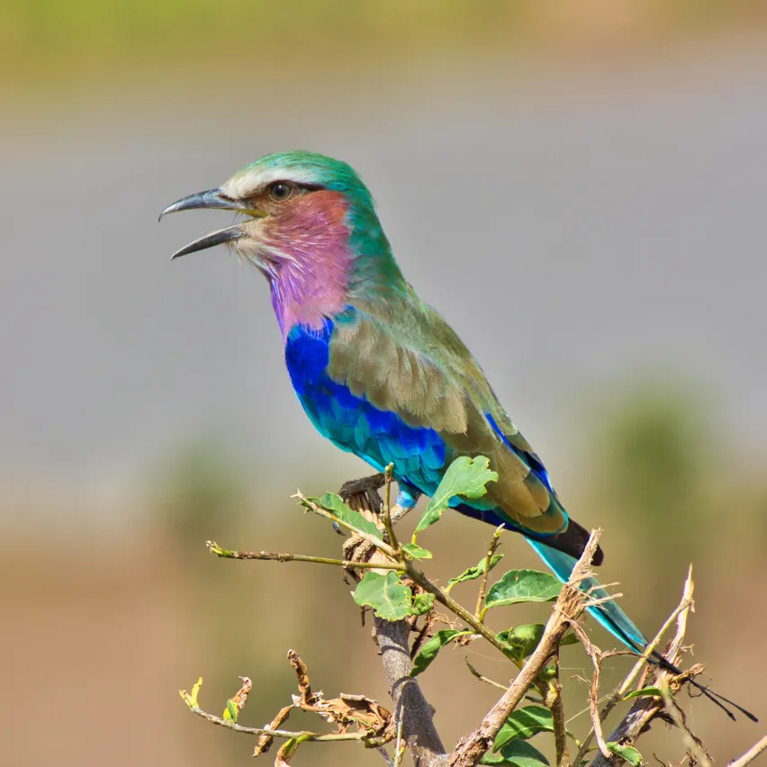 Tanzania Safari Tours