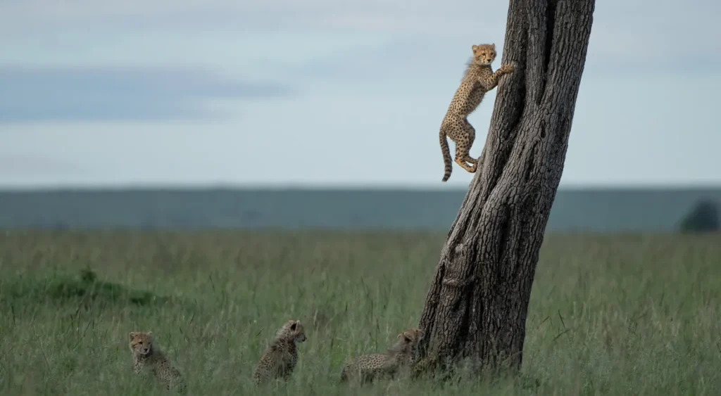 Tanzania Safari Cost
