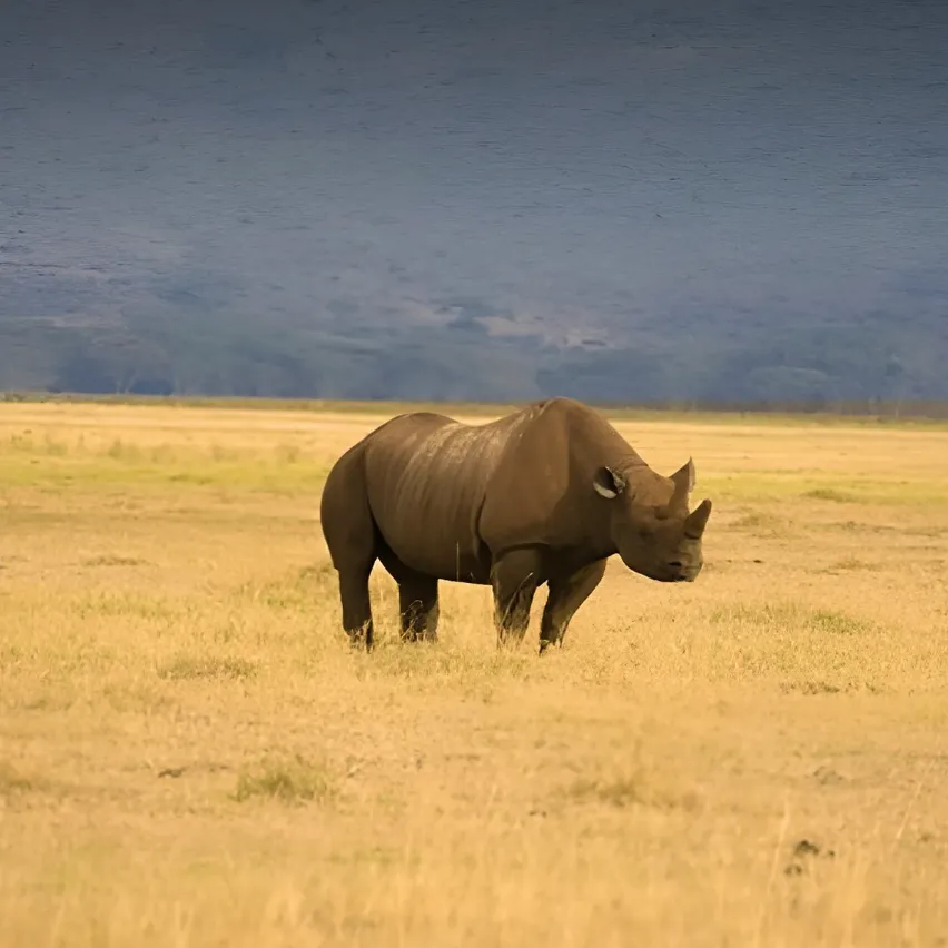Ngorongoro Wildlife