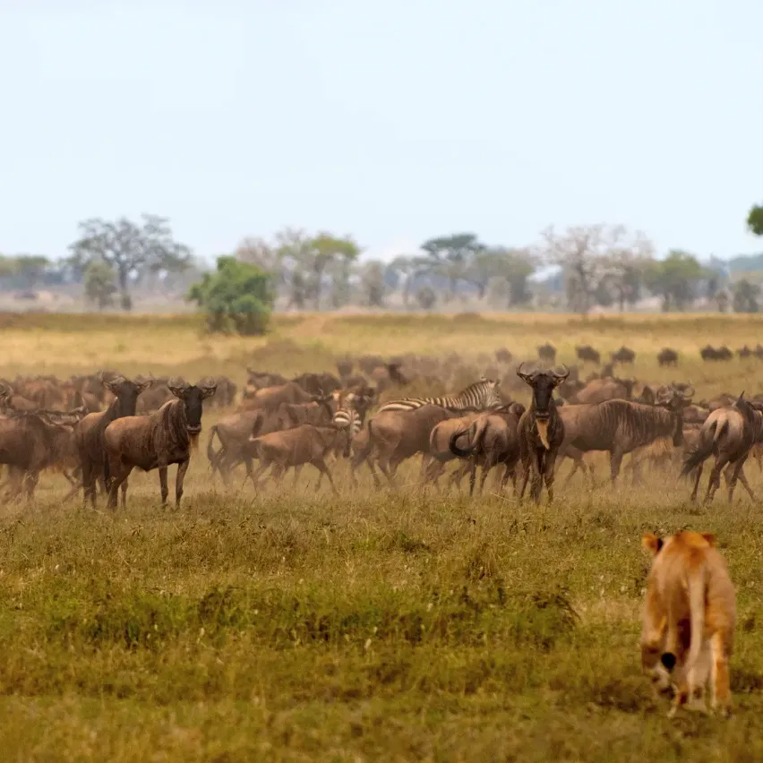 Serengeti Safari