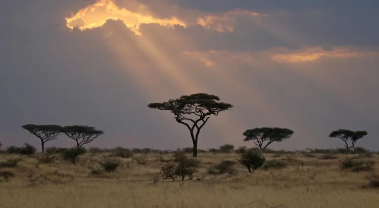 Serengeti Landscape