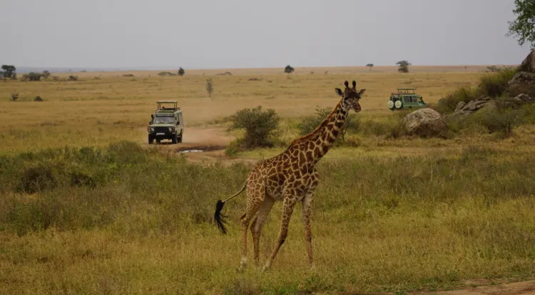 Serengeti Safaris