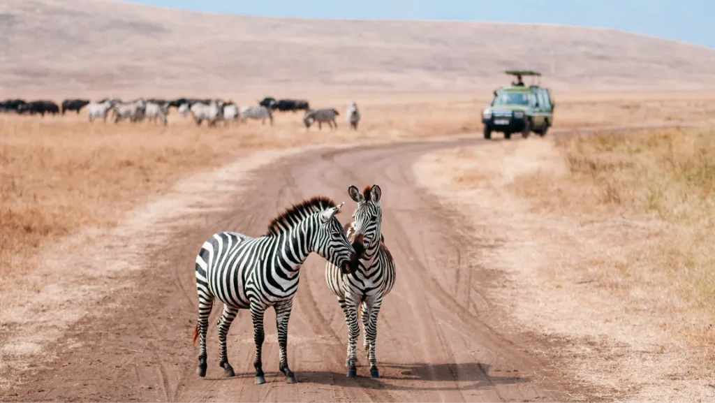 Serengeti or Ngorongoro – The Ultimate Safari Showdown