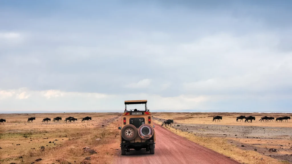 Serengeti or Ngorongoro – The Ultimate Safari Showdown