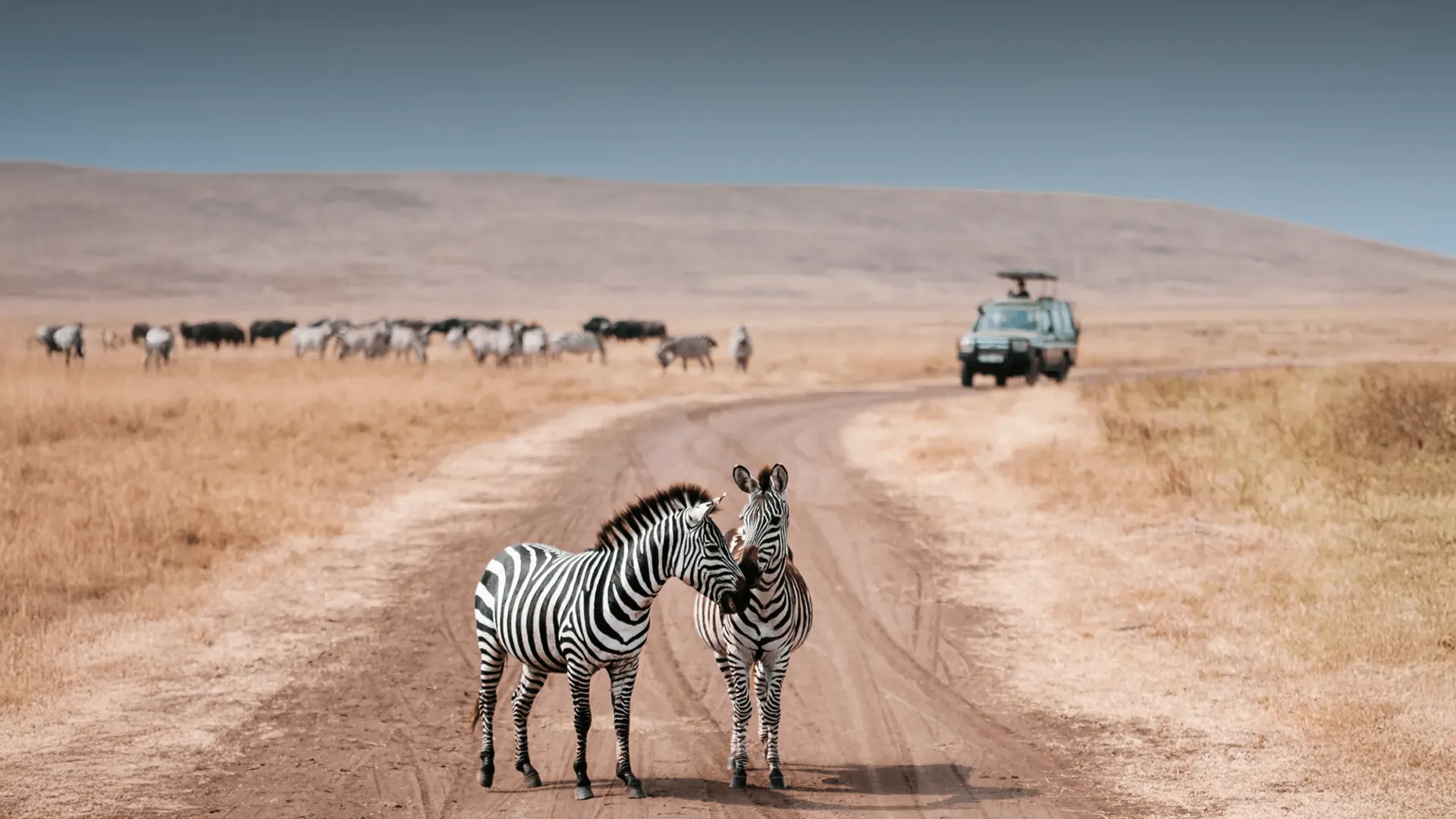 Serengeti or Ngorongoro – The Ultimate Safari Showdown