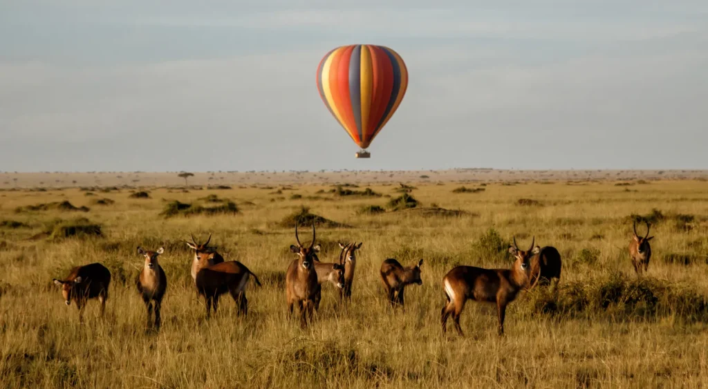 Tanzania Budget Safari