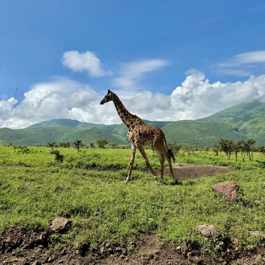 Tanzania Budget Safari