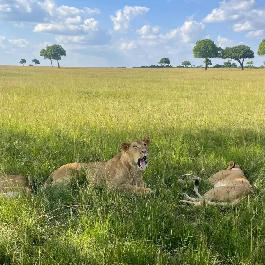 Tanzania Budget Safari