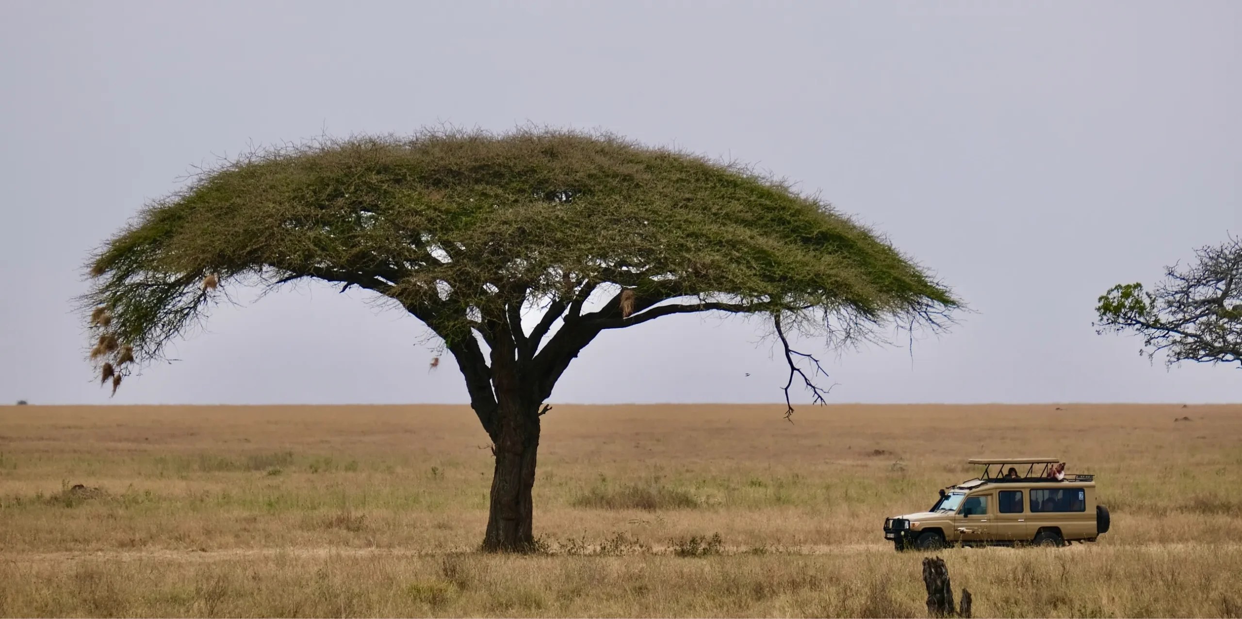 The 2026 Tanzania Safari Planner – Costs, Itineraries & Essential Tips