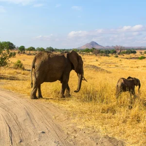 Safaris