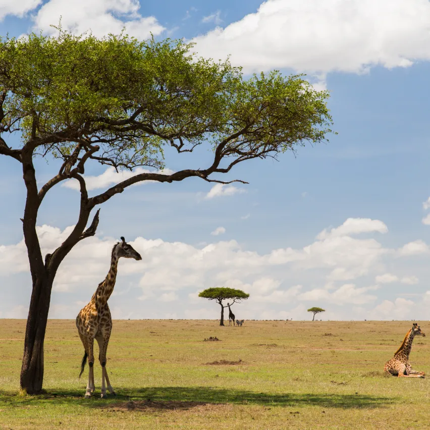 Tanzania Safari Tours