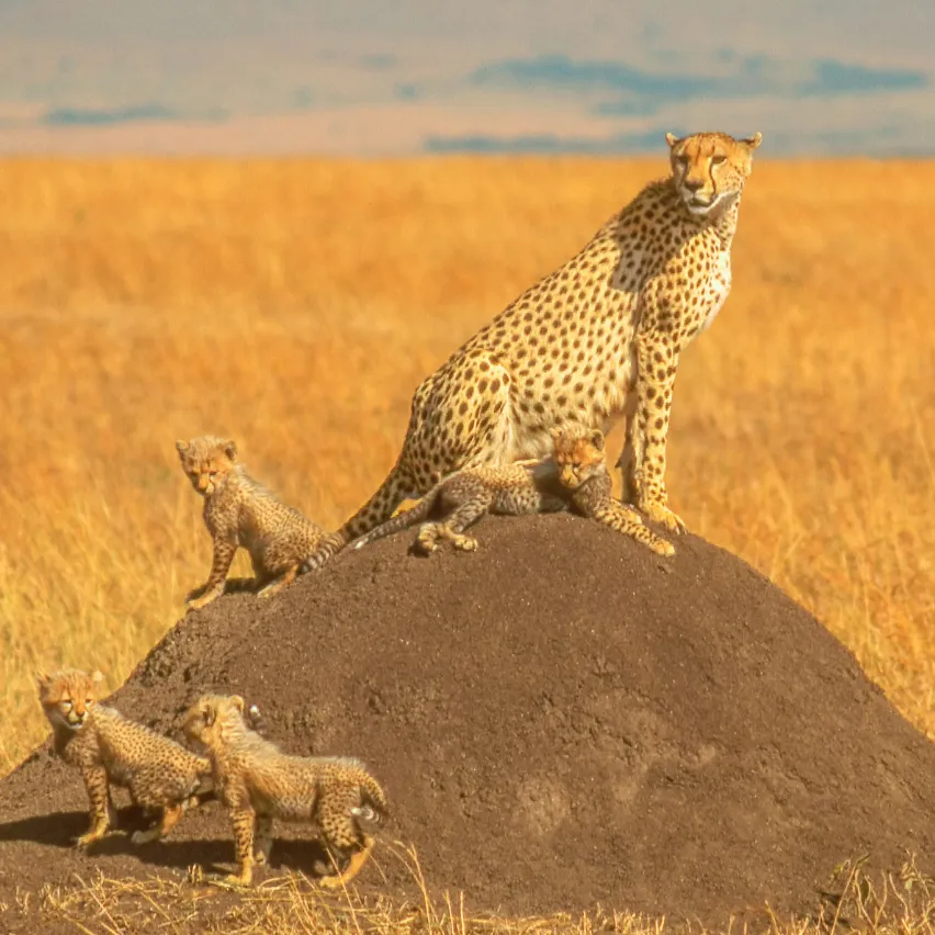 Tanzania Safari Packages