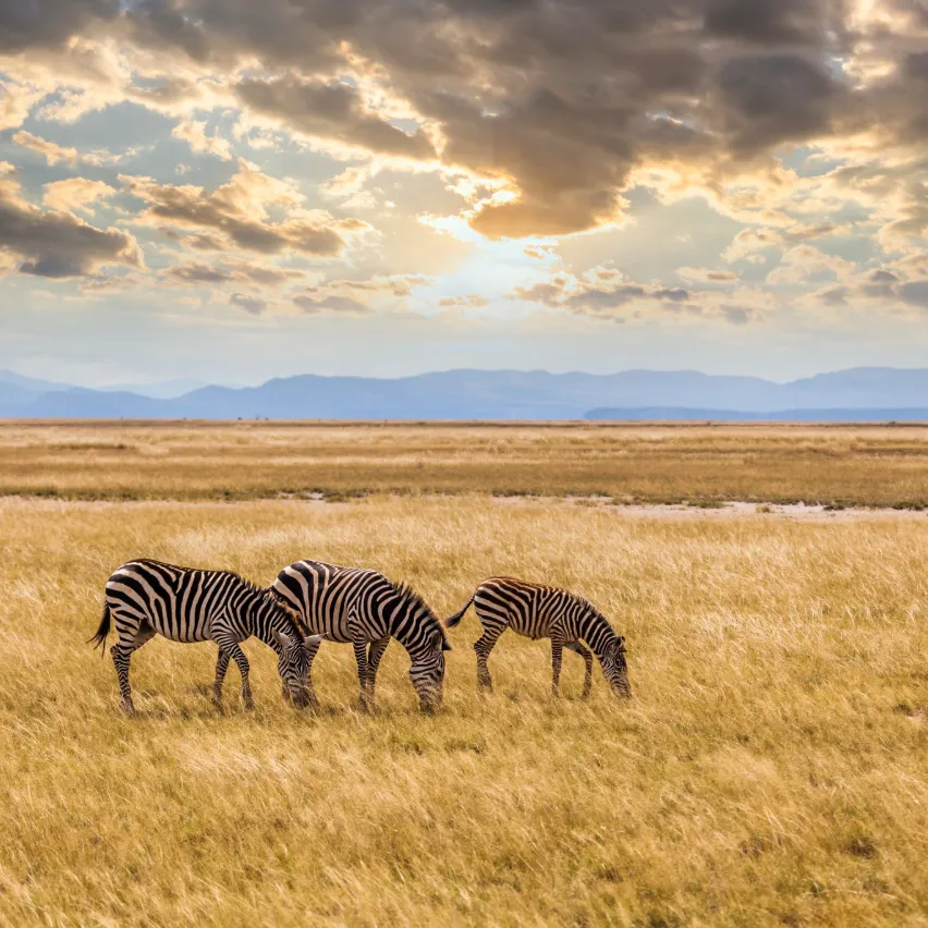 Tanzania Safari Packages